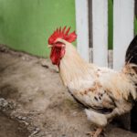 Cara Memenangkan Permainan Sabung Ayam Online